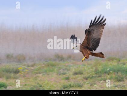 Nibbio, Milvus migrans lo sbarco in campagna. Foto Stock