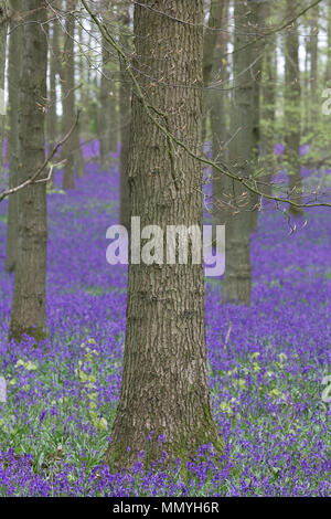 Bluebell woodlands in Inghilterra Foto Stock