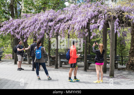 Chess & Checkers House con Blooming Wisteria, Central Park, NYC Foto Stock