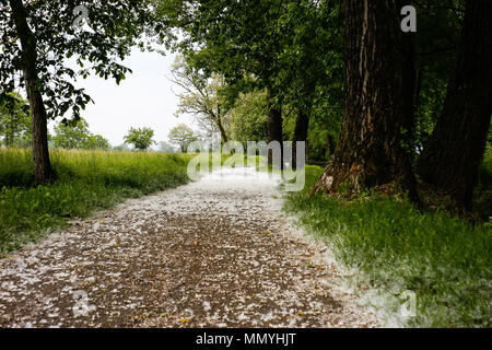 Semi di pioppo in primavera Foto Stock