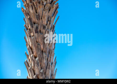 Dettaglio immagine del tronco di un albero di palma insieme contro un brillant blue sky Foto Stock