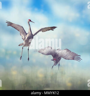 Coppia di gru Sandhill dance in Florida zone umide.arte digitale. Foto Stock