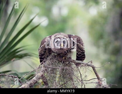 Giovani sbarrate Owl posatoi su un ramo Foto Stock