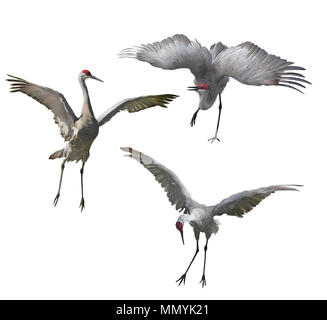 Gru Sandhill pittura isolati su sfondo bianco Foto Stock