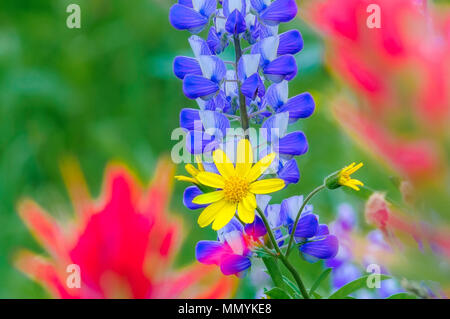 Fiori Selvatici, Mount Revelstoke National Park, Selkirk Mountains, British Columbia, Canada Foto Stock