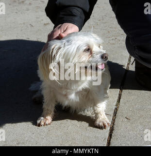Di piccole dimensioni e di colore bianco di razza mista cane Foto Stock