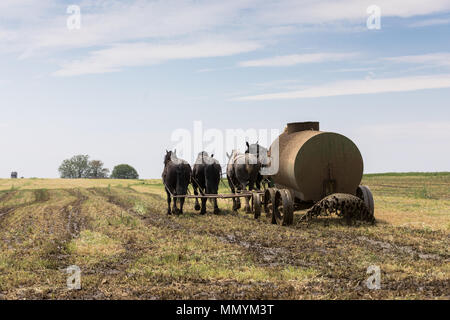 Cavalli da lavoro in una fattoria Amish Foto Stock