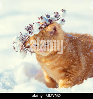 Ritratto di un cucciolo rosso, indossa una ghirlanda di Natale. Cat passeggiate sulla neve in inverno Foto Stock