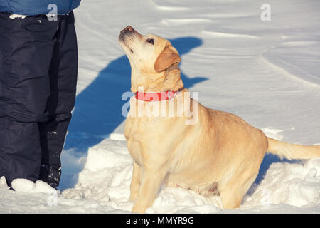 Un uomo con un Labrador retriever cane passeggiate attraverso un campo coperto di neve in inverno Foto Stock