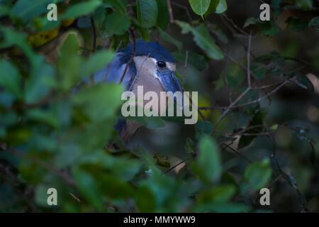 Barca-fatturato Heron - Cochlearius cochlearius, blu airone cenerino dal Nuovo Mondo acque fresche e mangrovie, Costa Rica Foto Stock