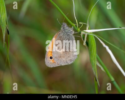 Il Small Heath (Coenonympha pamphilus) Foto Stock