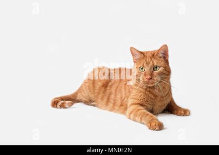 Curioso lo zenzero Gatto sdraiato - Isolatet su grigio Foto Stock