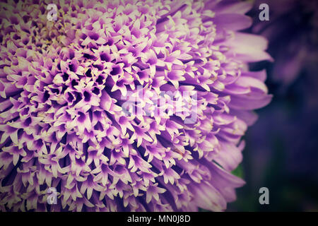 Dettagli di Callistephus chinensis (aster della Cina o aster annuale) viola fiore viola nativa per la Cina e la Corea con i dettagli di minuscoli fiori ligulati. Sha Foto Stock