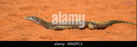 Goulds Goanna in bianco e nero Foto Stock