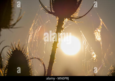 Impostazione di sole sulla riva del fiume vista attraverso teasel e ragnatele Foto Stock