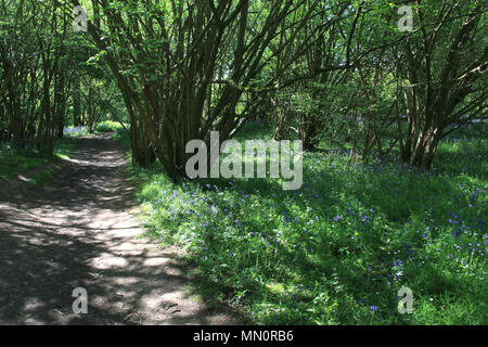 A fioritura primaverile bluebells coprire il terreno, Hillhouse boschi, West Bergholt, Colchester, Essex, Inghilterra Foto Stock