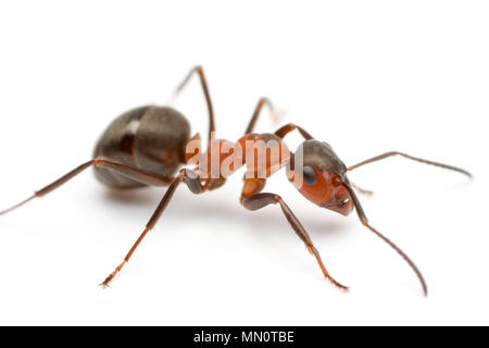 Un legno rosso ant, formica rufa, su uno sfondo bianco trovato in Dorset England Regno Unito GB. Le Formiche forma grandi ant colline e sono in grado di spruzzare del burst di Foto Stock