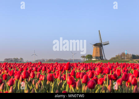 Campo di tulipani rossi e mulino a vento sullo sfondo. Koggenland, North Holland provincia, Paesi Bassi. Foto Stock