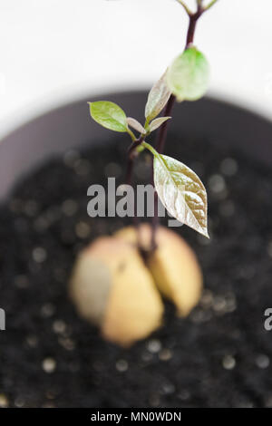 Un giovane germoglio di avocado da un seme. Seme di avocado. Foto Stock