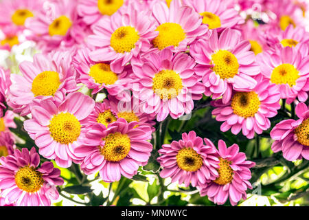 Chrysanthemum indicum, rosa e giallo centro, closeup macro, con un sacco di contrasto e vibrante bellissimi colori Foto Stock