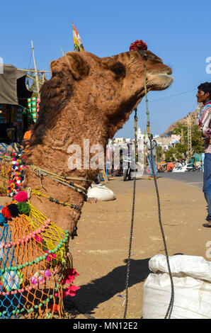 Pushkar, Rajasthan, India- 16 Gennaio 2018: Close-up di un cammello a Pushkar fair, Rajasthan, India. Foto Stock