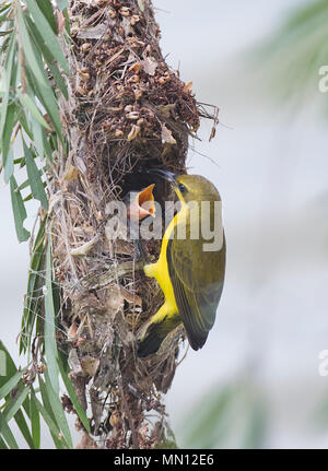 Femmina a becco giallo o Sunbird oliva-backed Sunbird (Nectarinia jugularis o Cinnyris jugularis) alimentare il suo pulcino con becco aperto a nido, estremo nord Foto Stock