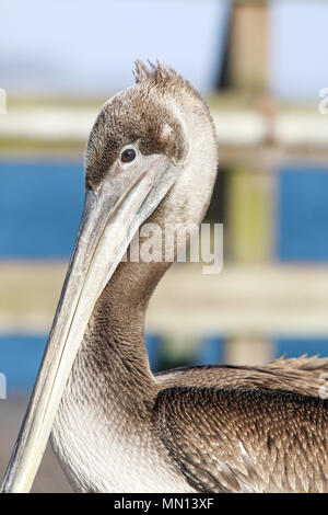 California Brown Pelican (Pelecanus occidentalis) appesi intorno nella pesca del molo. Foto Stock