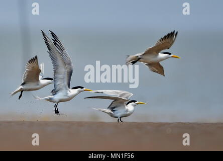 Fuzhou. 13 Maggio, 2018. Grande crested terne sono visibili su una secca alla foce del fiume Minjiang nel sud-est della Cina di provincia del Fujian, 13 maggio 2018. Credito: Mei Yongcun/Xinhua/Alamy Live News Foto Stock