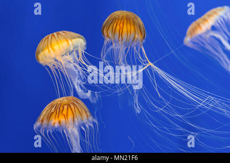 Fiore di Mare giapponese di ortiche (Chrysaora pacifica) gruppo di meduse nuotare sott'acqua Foto Stock