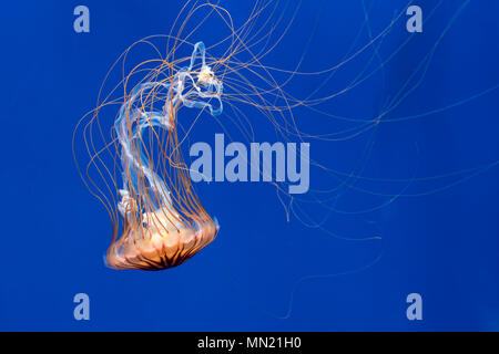 Mare giapponese ortica (Chrysaora pacifica) meduse nuotare sott'acqua mostra lunghi tentacoli in coda Foto Stock