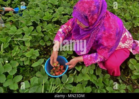 Una donna del Kashmir raccoglie le fragole in un campo alla periferia di Srinagar, Indiano Kashmir amministrato. Il primo raccolto in contanti del Kashmir, il rosso, succosa e alto contenuto di zucchero le fragole sono in procinto di colpire il mercato entro la metà di questo mese. Fragola è il primo frutto che crescere dopo sei mesi di inverni rigidi in indiano Kashmir amministrato. Come per ogni dipartimento di orticoltura, 86 ettari di terra è sotto la coltivazione di fragole in J&K che dà una produzione annuale di 1290 tonnellate di frutta. Foto Stock