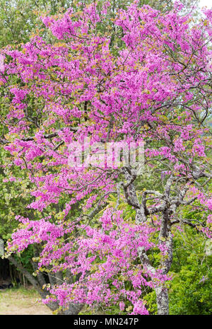 Cercis siliquastrum fioritura in primavera. Albero di Giuda. Foto Stock