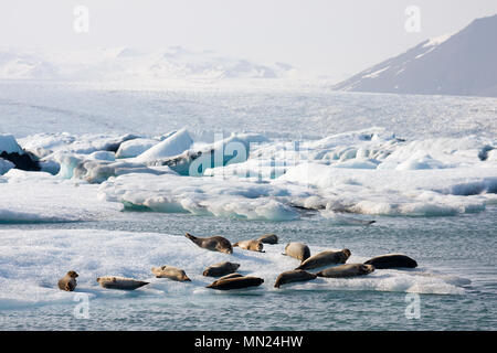 Alcune guarnizioni sulla punta di un iceberg nel ghiacciaio Joekulsarlon laguna, Islanda. Foto Stock