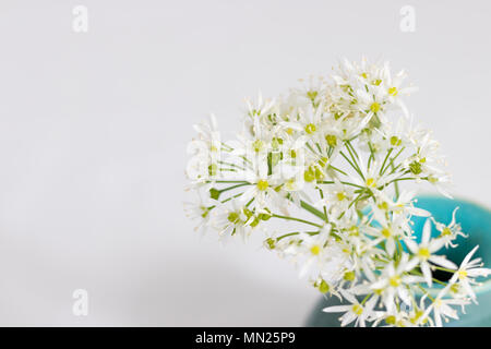 Un posy di aglio selvatico fiori (Ramsons) in un handmade vaso in ceramica. Foto Stock