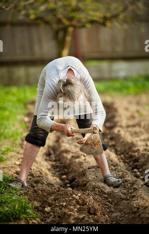 Vecchia donna agricoltore la semina delle patate nel suo giardino Foto Stock