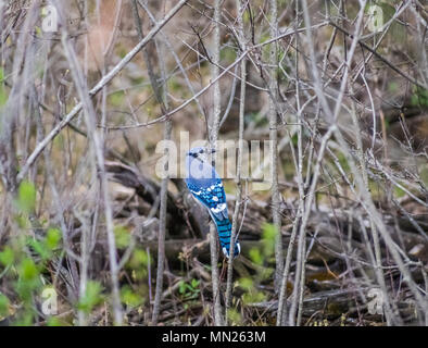 Blue Jay sul ramo di albero Foto Stock