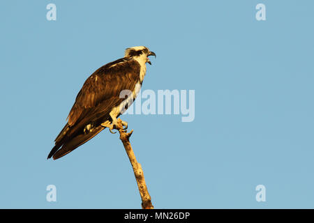 Un Osprey chiamando ad alta voce da un pesce persico durante la stagione riproduttiva. Foto Stock