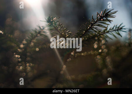Rametto di abete rosso con nuovi aghi Foto Stock