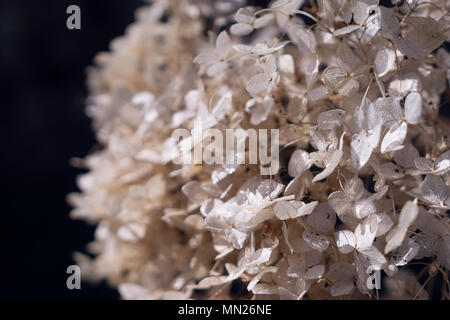 Secco Hydrangea sbiadito Foto Stock