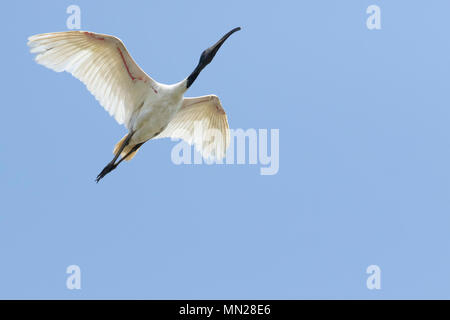 A testa nera ibis battenti metà aria contro il cielo blu chiaro Foto Stock