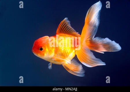 Oro di nuoto di pesce in acquario Foto Stock