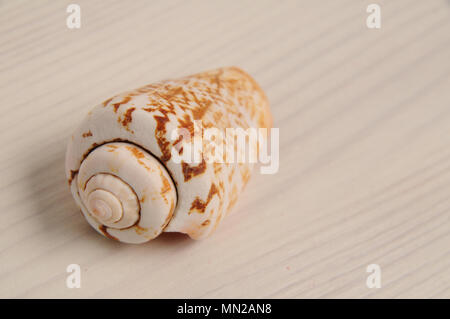 Seashell closeup con spazio di copia Foto Stock