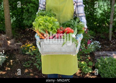 Femmina irriconoscibile l'agricoltore che detiene cassa piena di freschi ortaggi raccolti nel suo giardino. Homegrown bio produrre concetto. Foto Stock