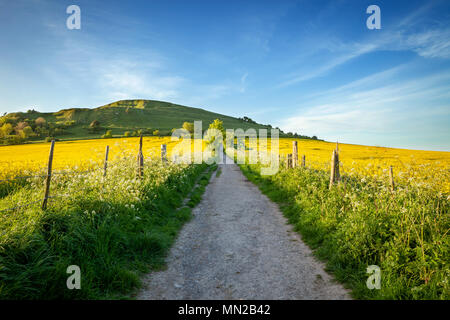I campi di colza e il percorso a Cley hill, Warminster, Wiltshire, Regno Unito Foto Stock
