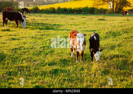 Giovani vacche/vitelli in primaverile pascolo in un campo nel Wiltshire, nel sud-ovest del Regno Unito. Foto Stock