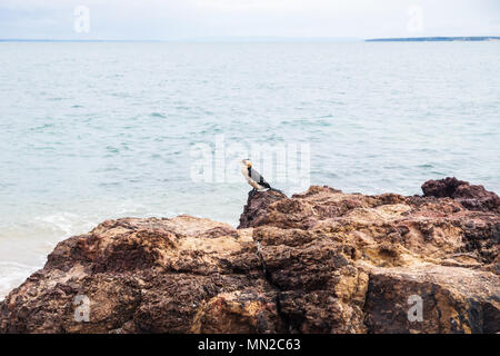 Cormorano uccelli marini con nero, bianco e giallo colori sulla roccia rossa lungo la costa di Cowes, Phillip Island, Victoria, Australia Foto Stock