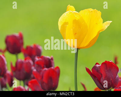 Fiore giallo di un tulipano in tra diversi fiori viola di tulipani Foto Stock