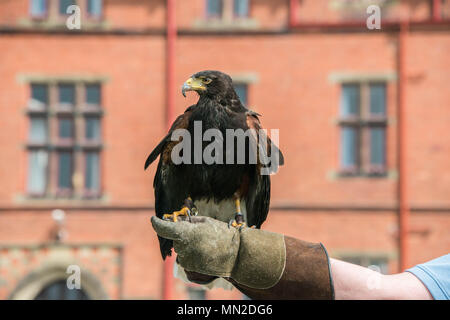 Un Harris Hawk in un guanto falconieri Foto Stock