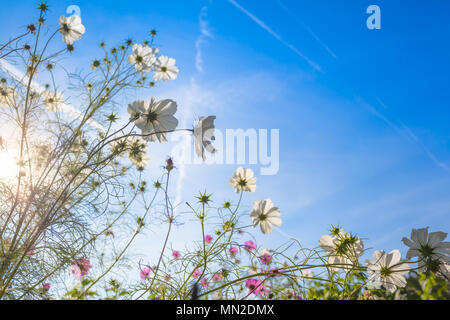 Giardino del cosmo comune fiori a bright fine giornata estiva e sole blu cielo (copia spazio) Foto Stock