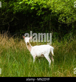 New Forest White Deer guardando dritto nella telecamera, bosco dietro e in piedi in erba. Foto Stock